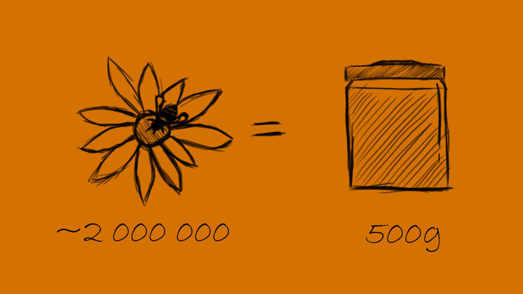 About two million blossoms are needed for five hundred gram of honey