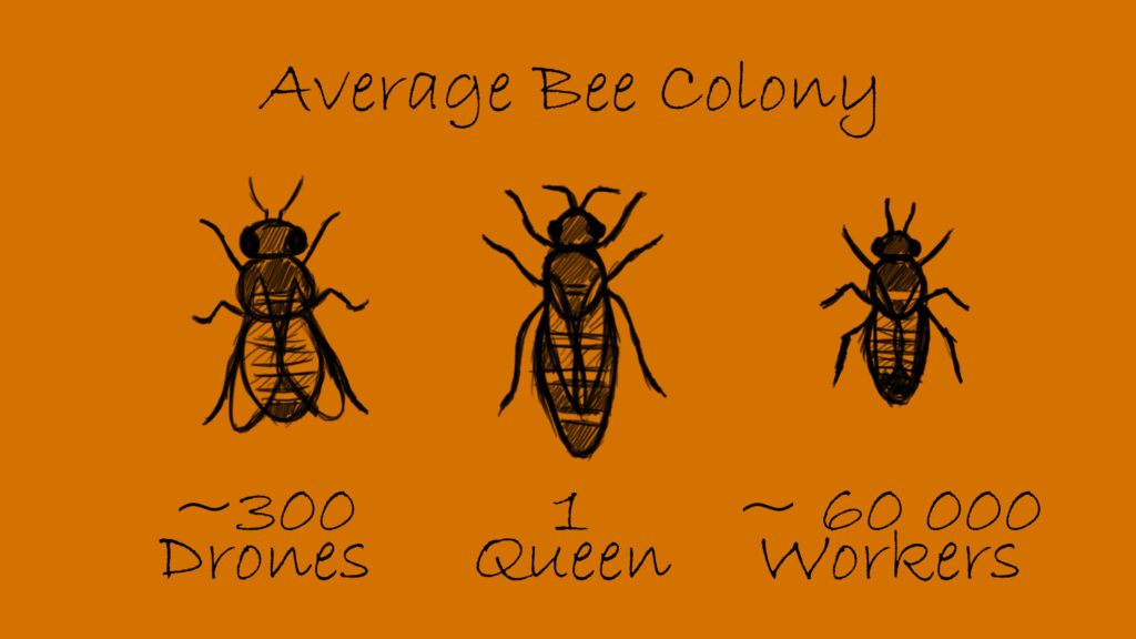 In a bee colony there are living around sixty thousand workers, three hundred drones and one queen