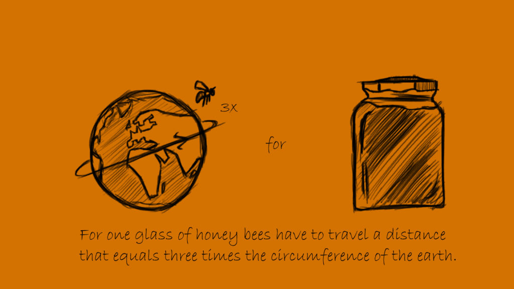 For one glass of honey bees have to travel a distance that equals three times the circumference of the earth